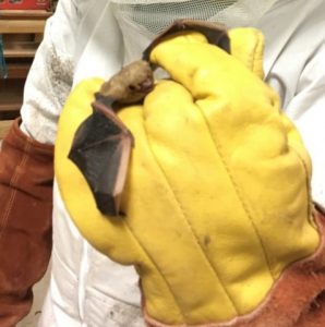picture of bat removed from Baytown home