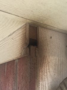 Animal control, animal exclusion and bat removal