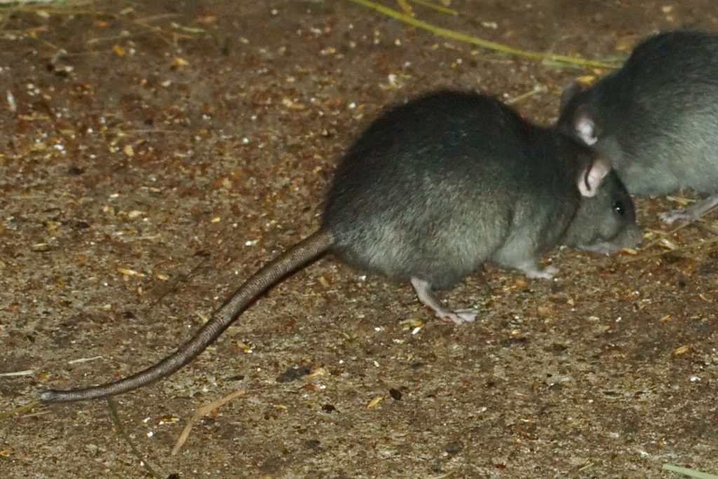rat extermination and removal