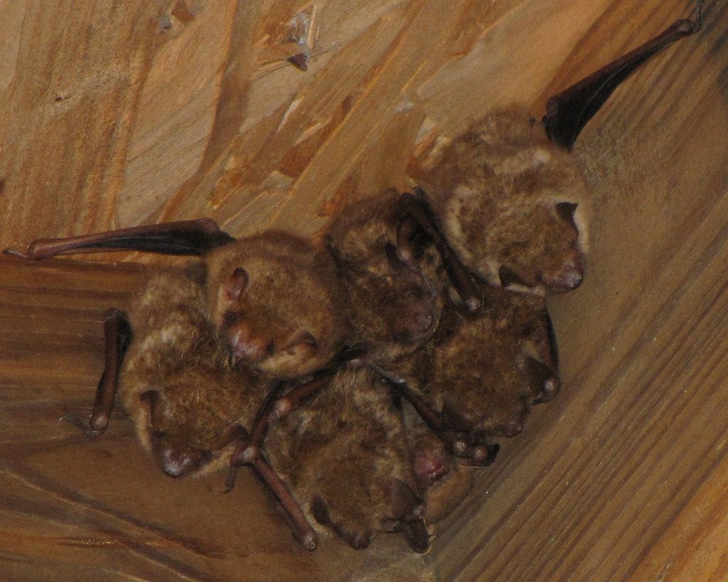 Photo of bats roosting in attic
