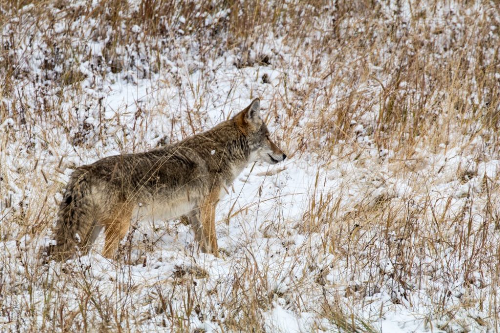 Image of wolf in the winter snow