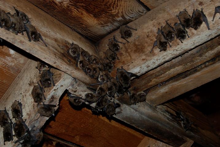 Picture of bats roosting in attic