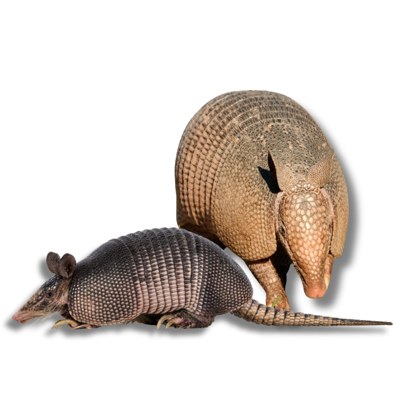 The Critter Team Armadillo Trapping and Removal