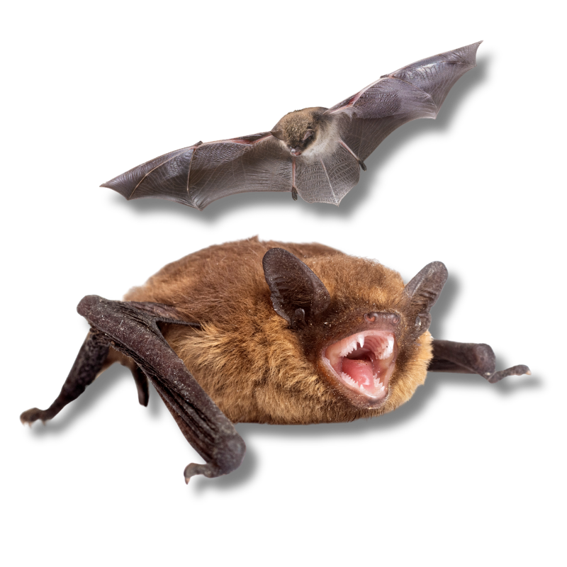 The Critter Team Bat Removal and Exclusion