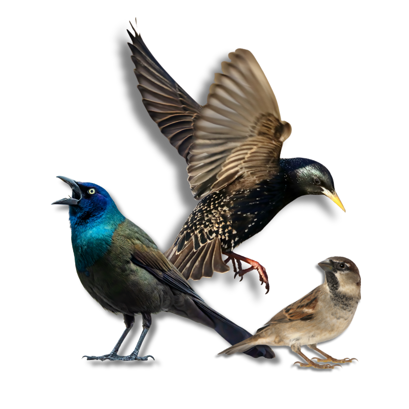 The Critter Team Bird Control and Removal