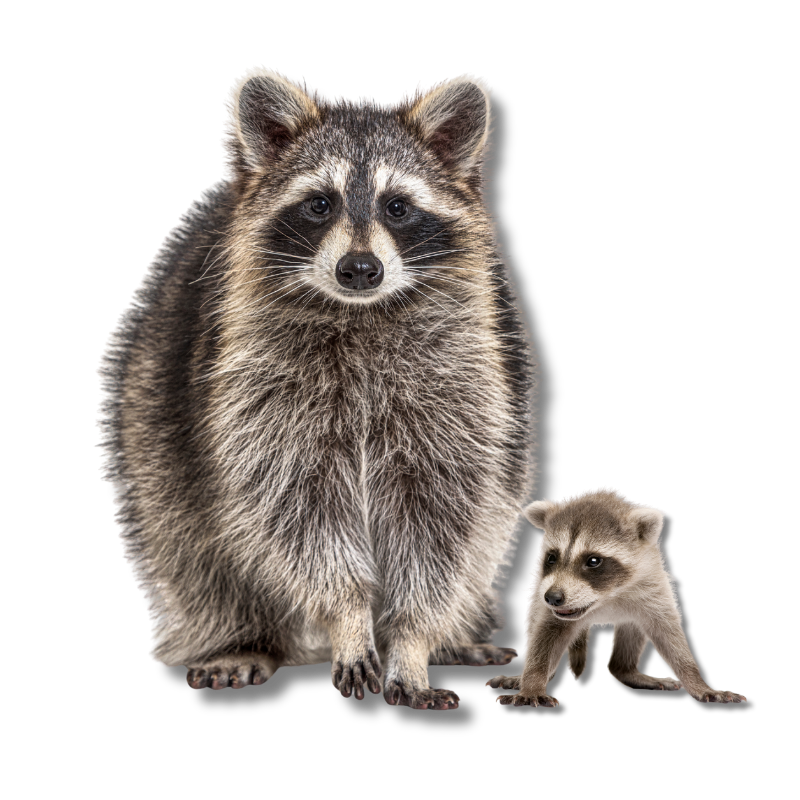 Raccoon Removal and Damage Repair
