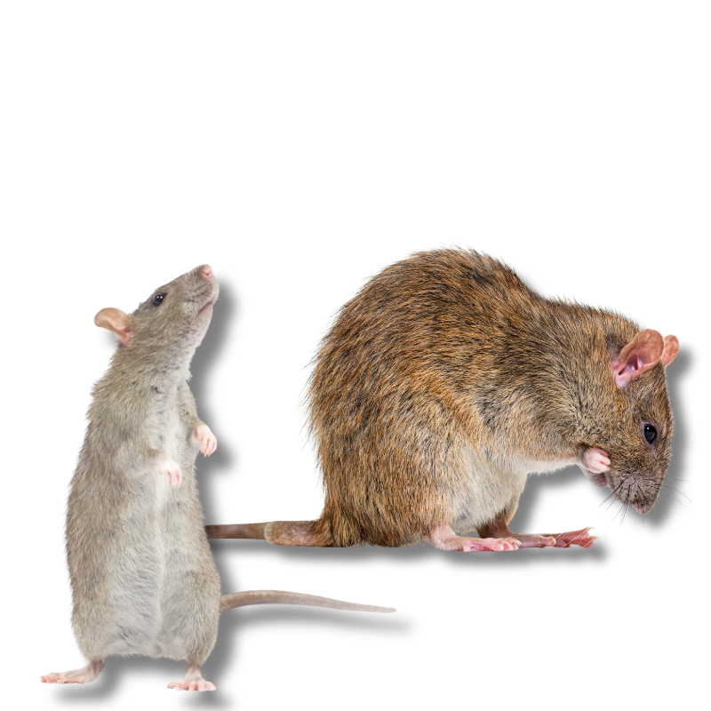 The Critter Team Roof Rat Removal and Rodent Proofing