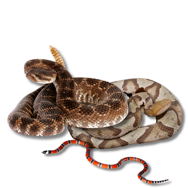 The Critter Team Snake Trapping and Removal