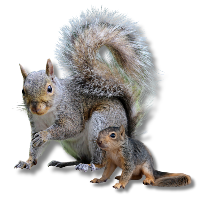squirrel control service in Humble TX