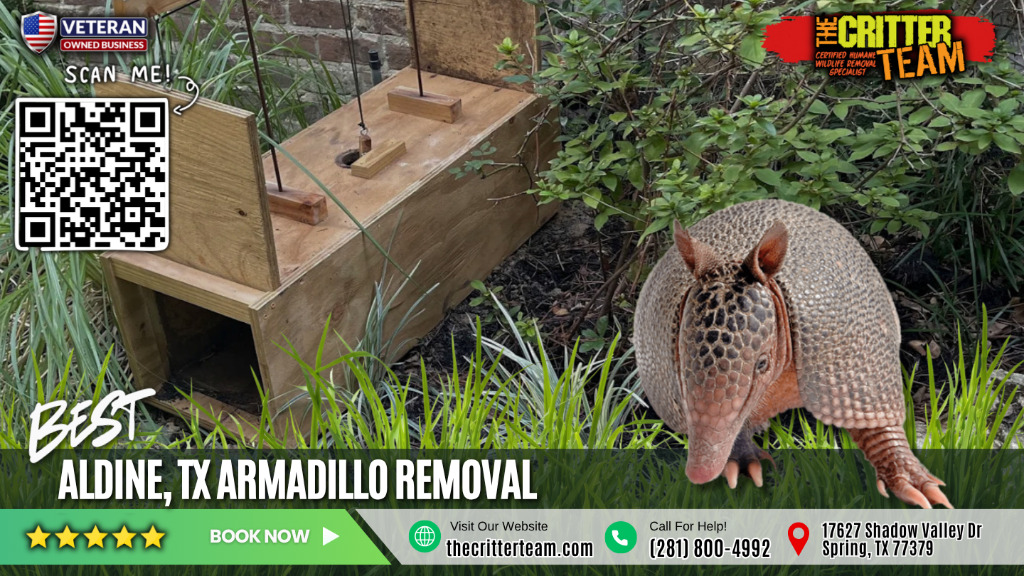 best armadillo removal in Aldine