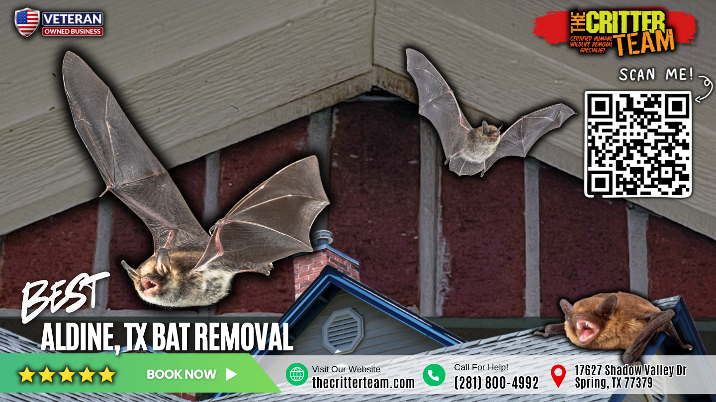 best bat removal in Aldine