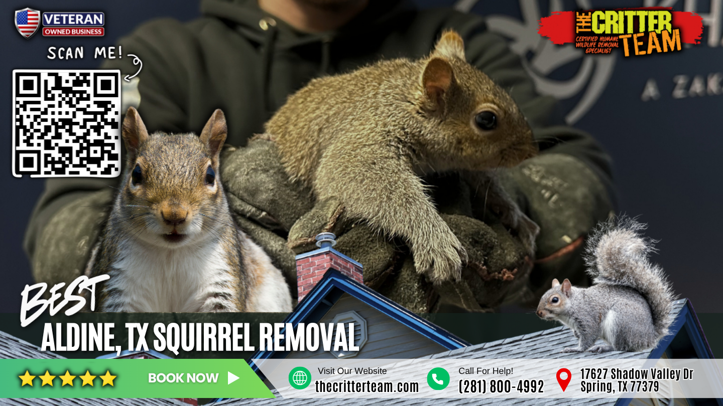 best squirrel removal in Aldine