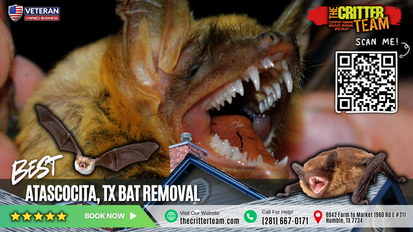 best bat removal in Atascocita