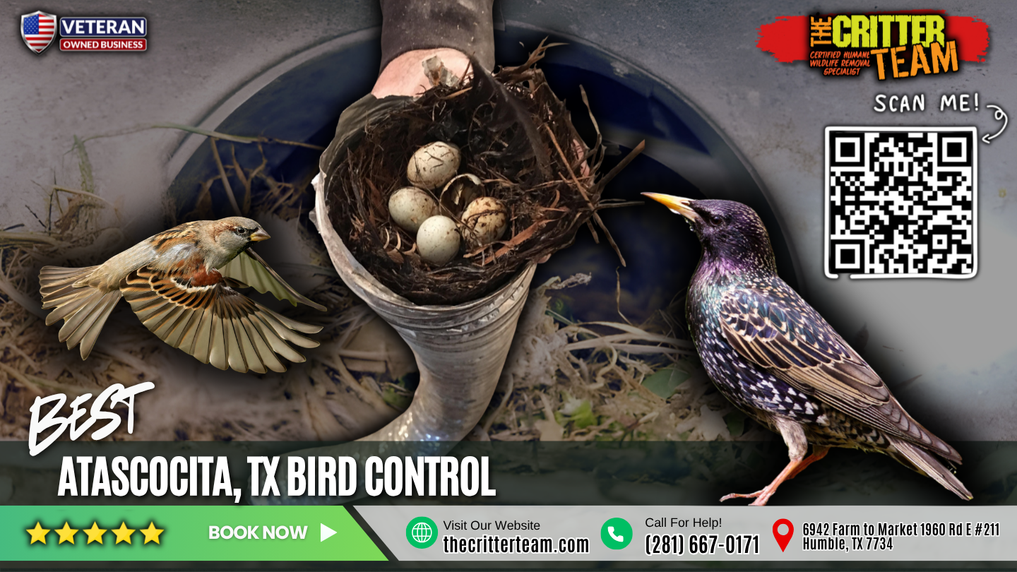 best bird control in Atascocita