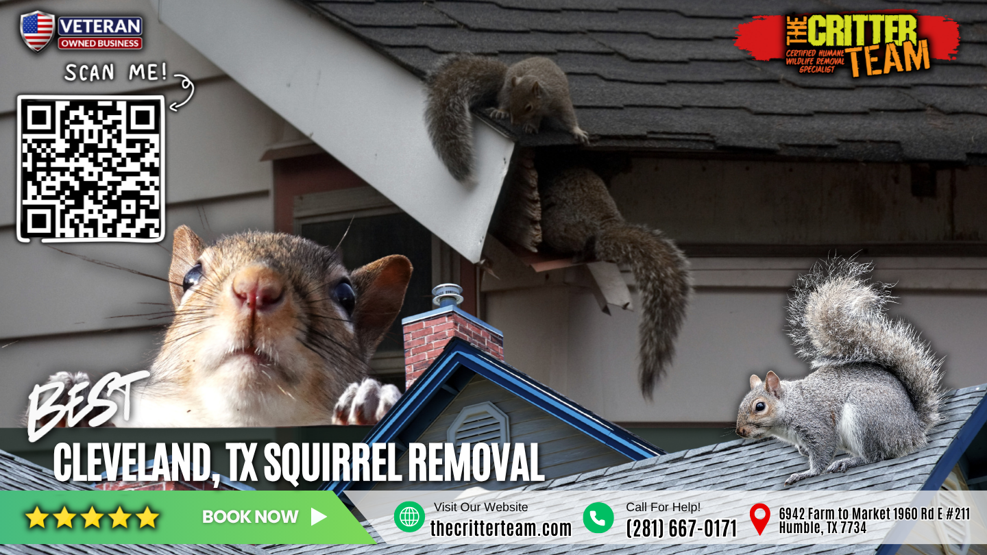 best squirrel removal in Cleveland