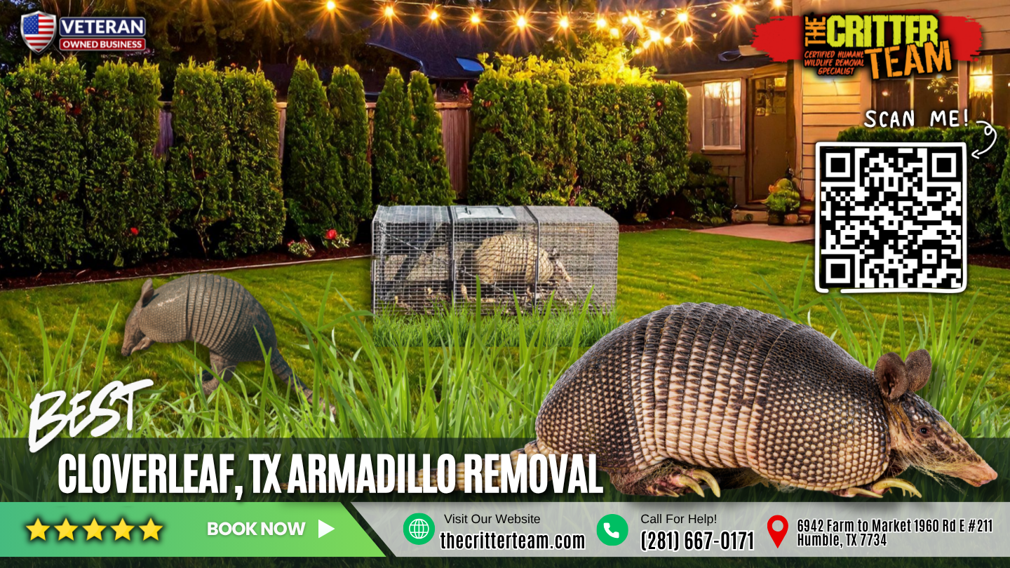 best armadillo removal in Cloverleaf