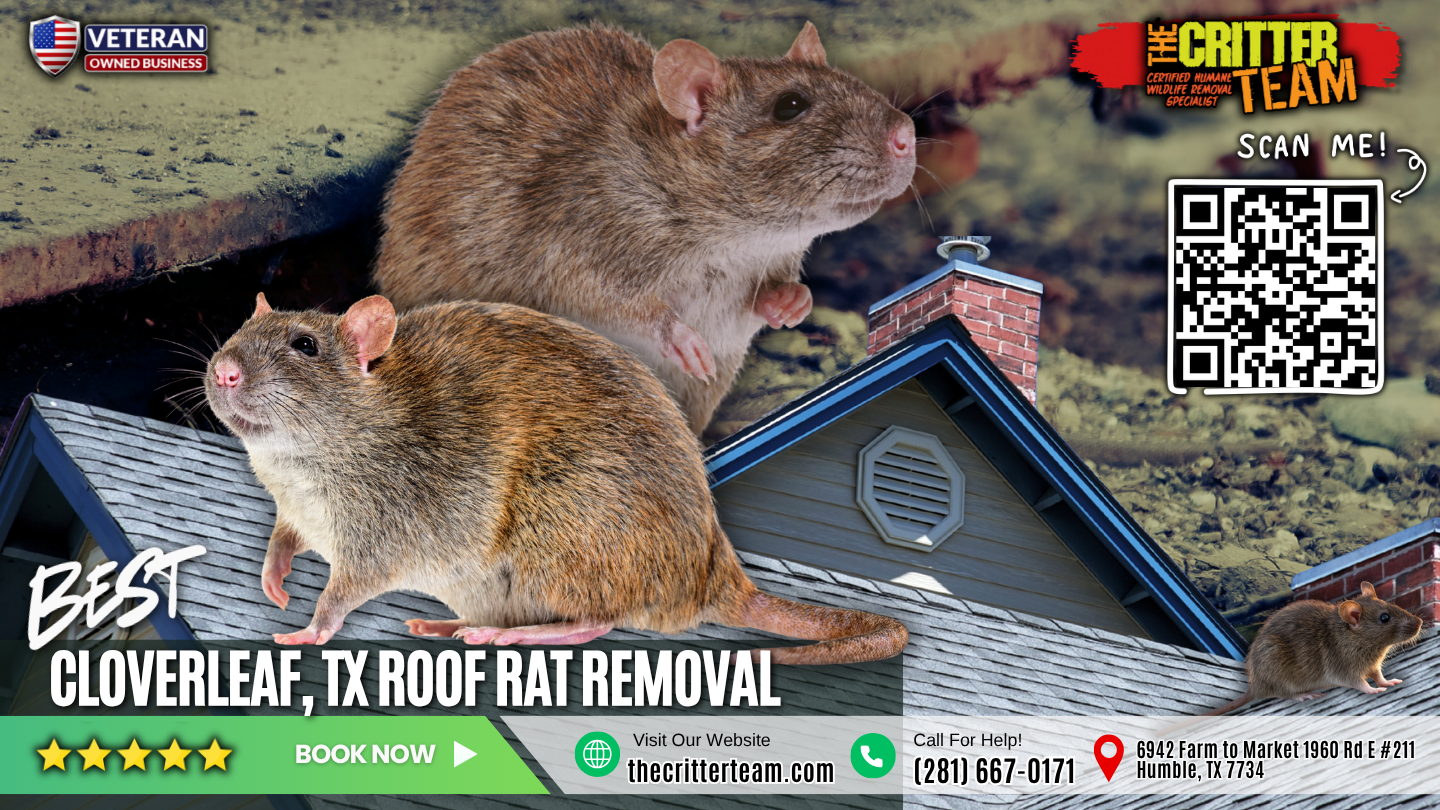 best roof rat removal in Cloverleaf