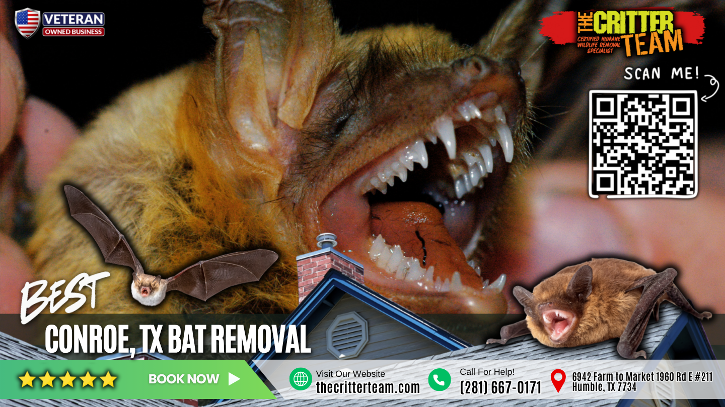 best bat removal in Conroe