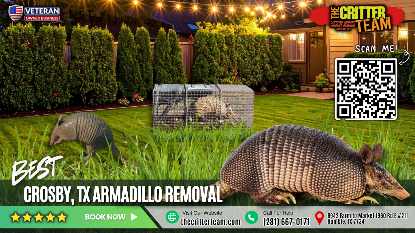 best armadillo removal in Crosby