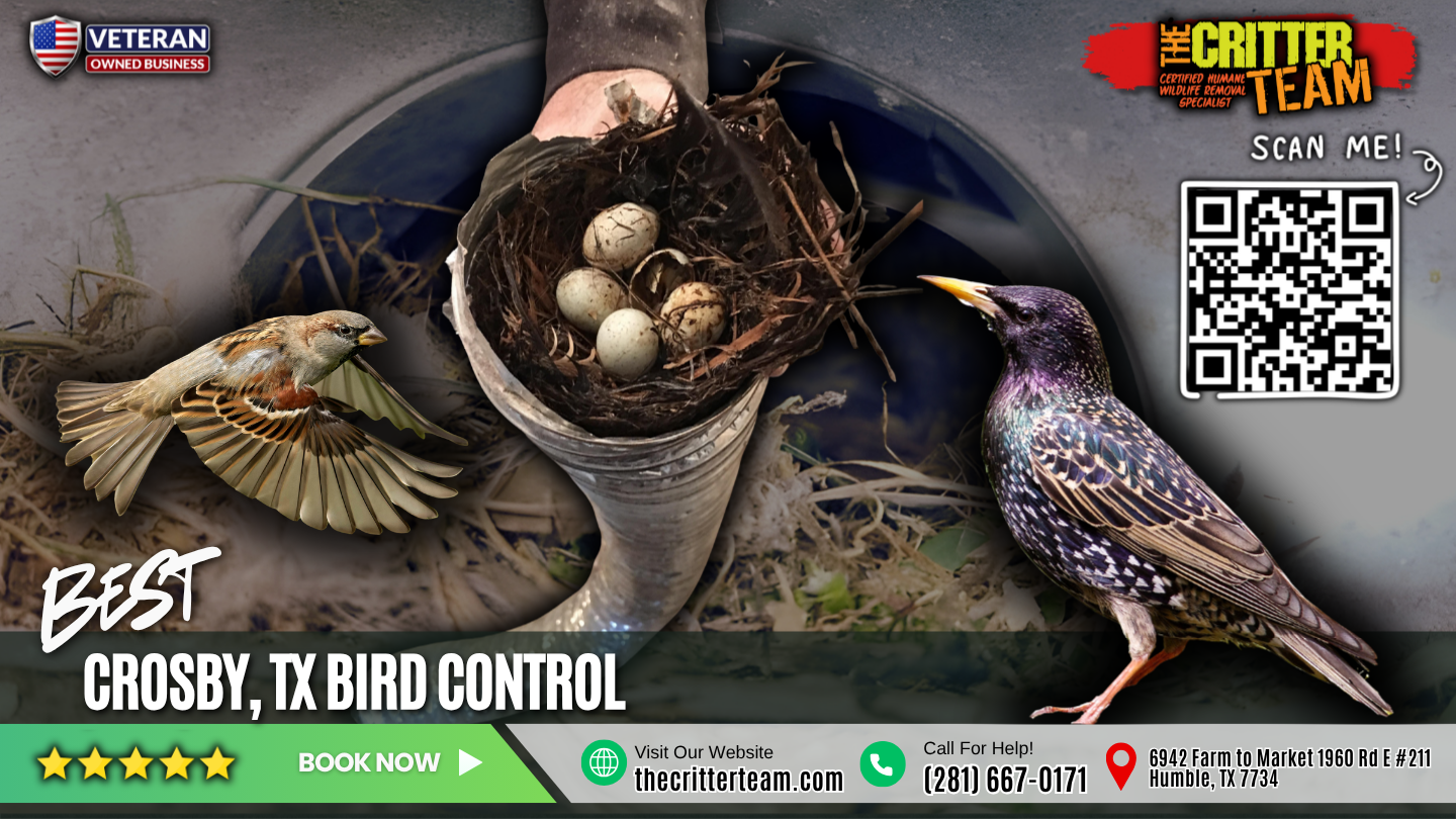 best bird control in Crosby