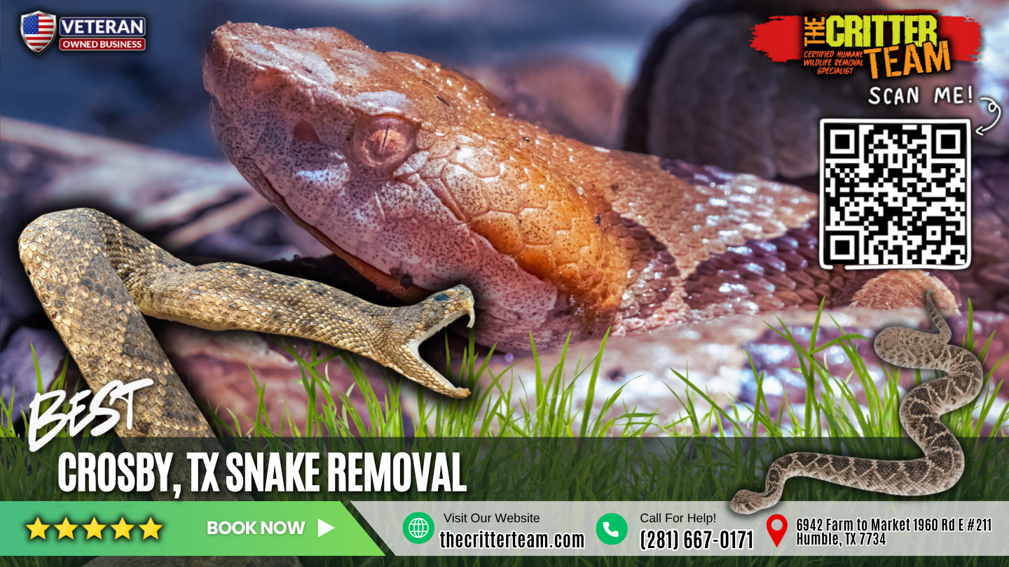best snake removal in Crosby