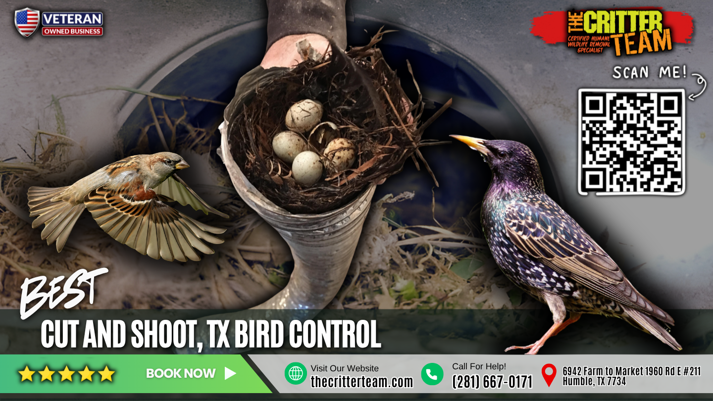 best bird control in Cut and Shoot