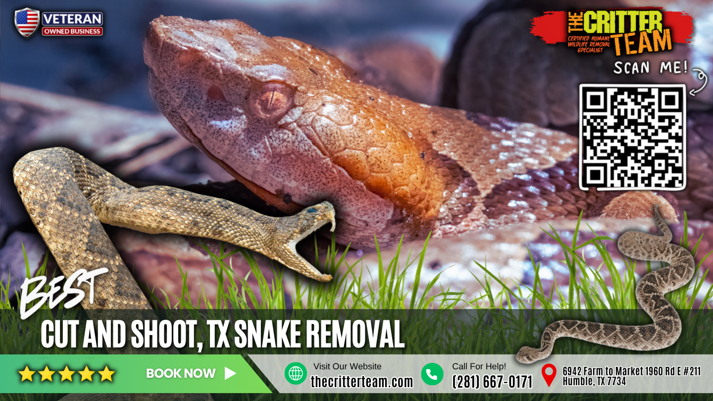 best snake removal in Cut and Shoot