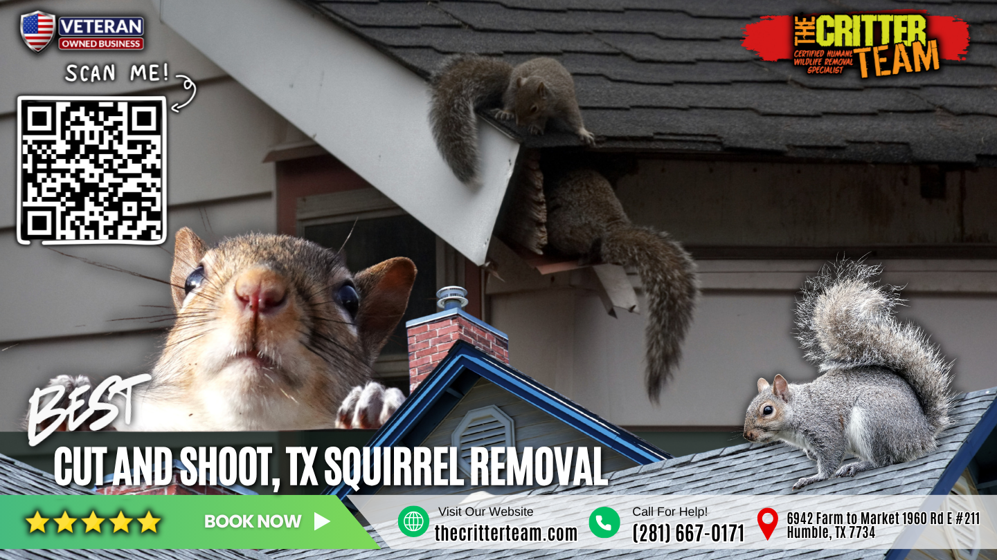 best squirrel removal in Cut and Shoot