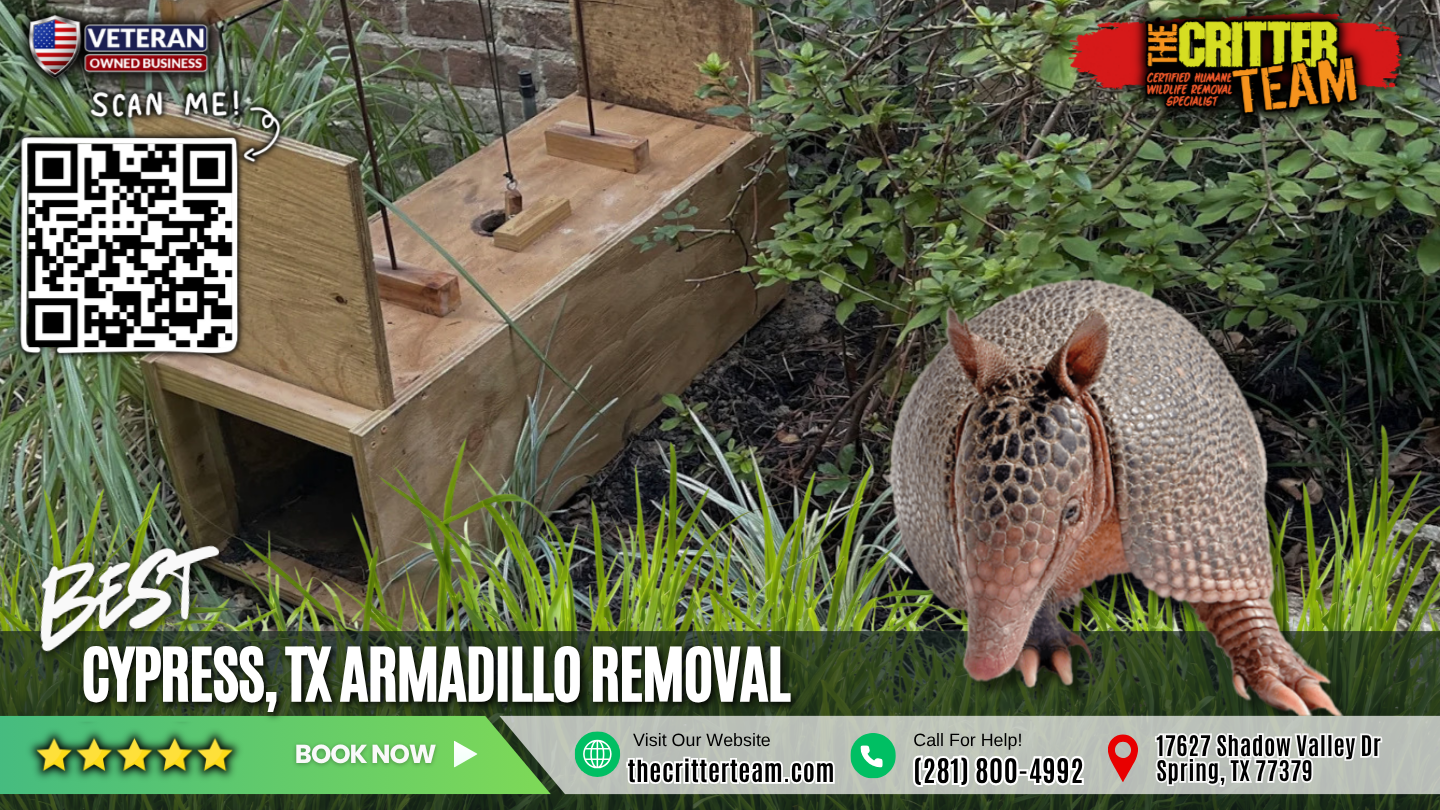 best armadillo removal in Cypress
