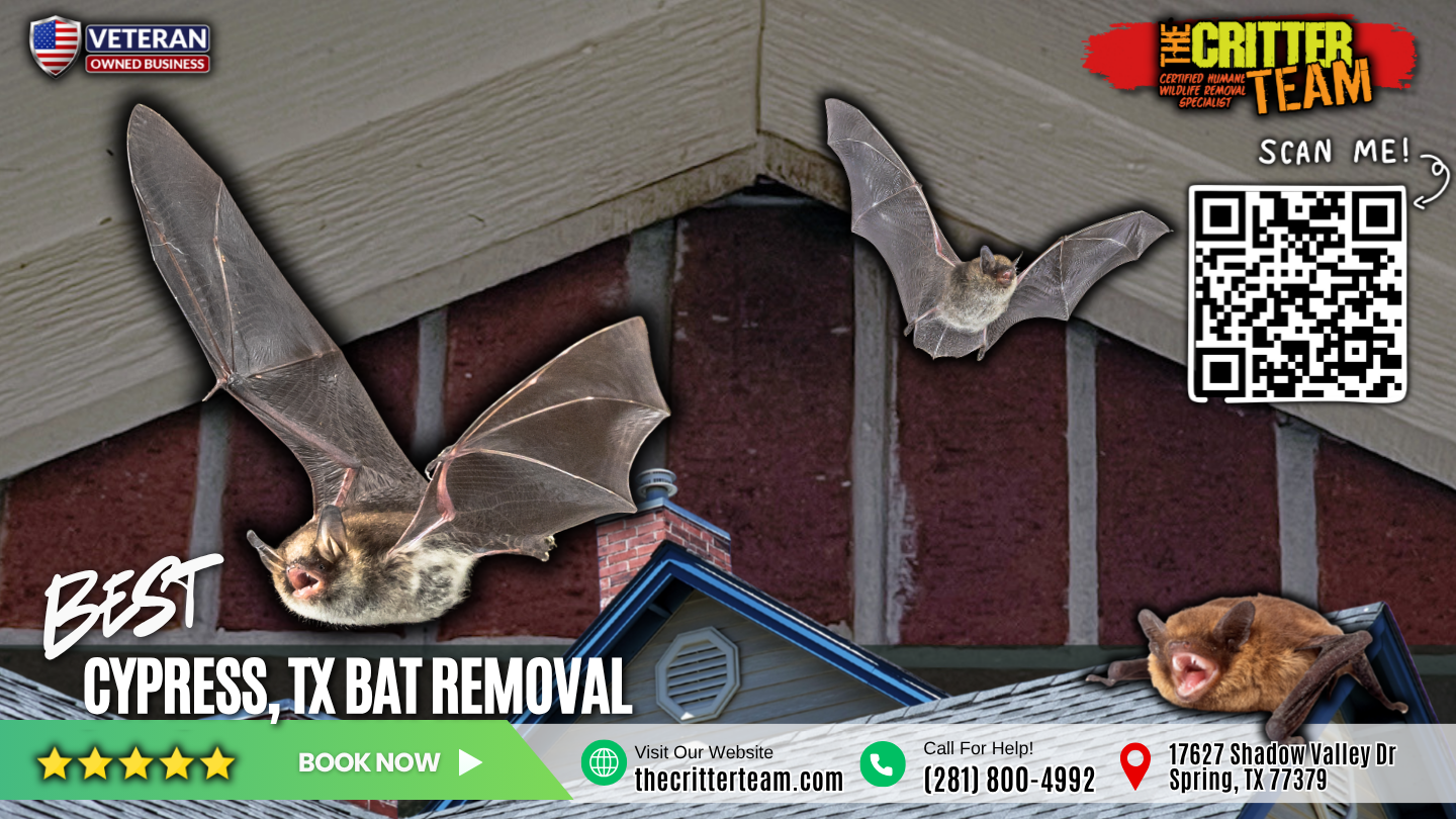 best bat removal in Cypress