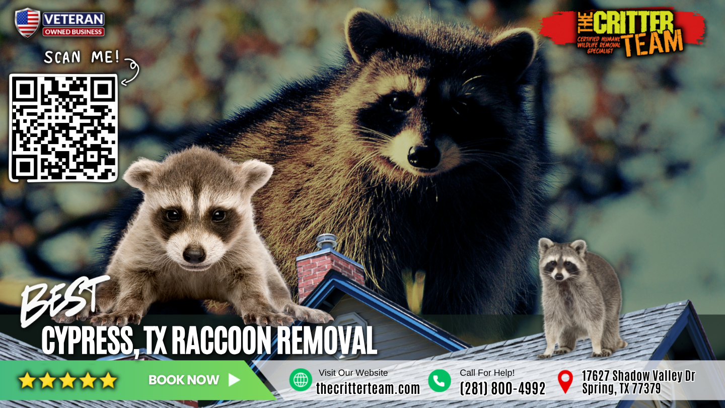 best raccoon removal in Cypress