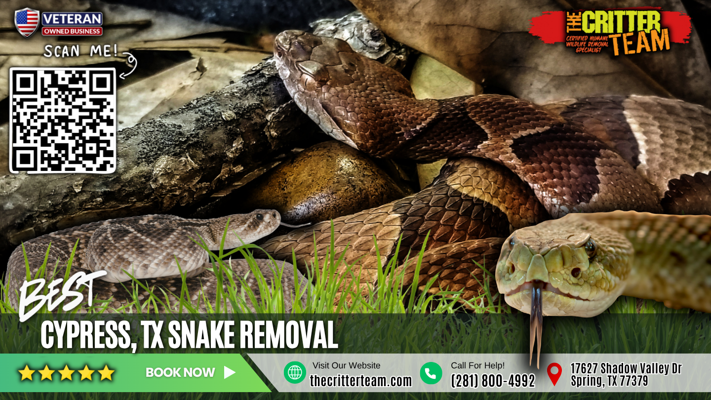 best snake removal in Cypress