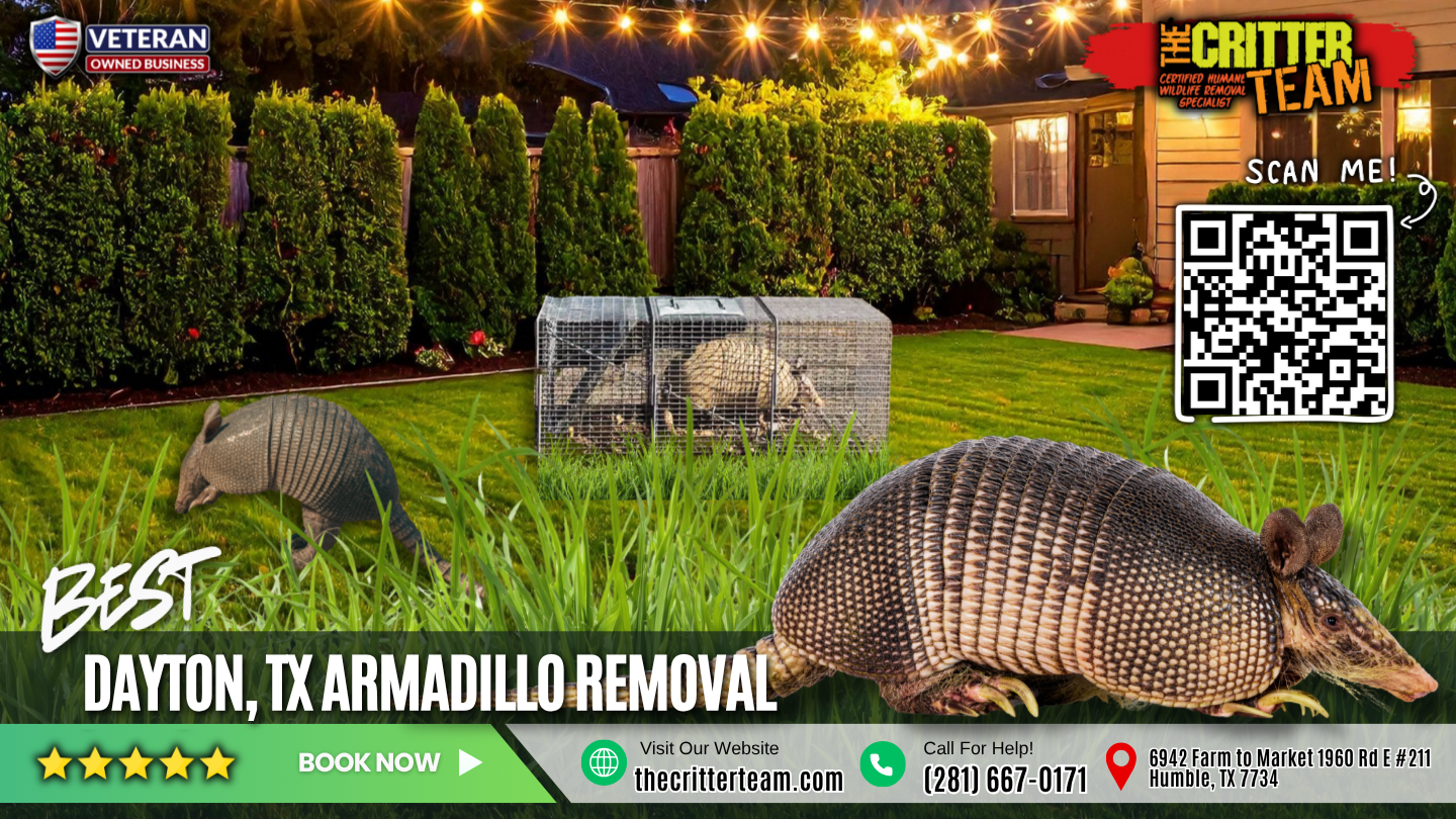 best armadillo removal in Dayton