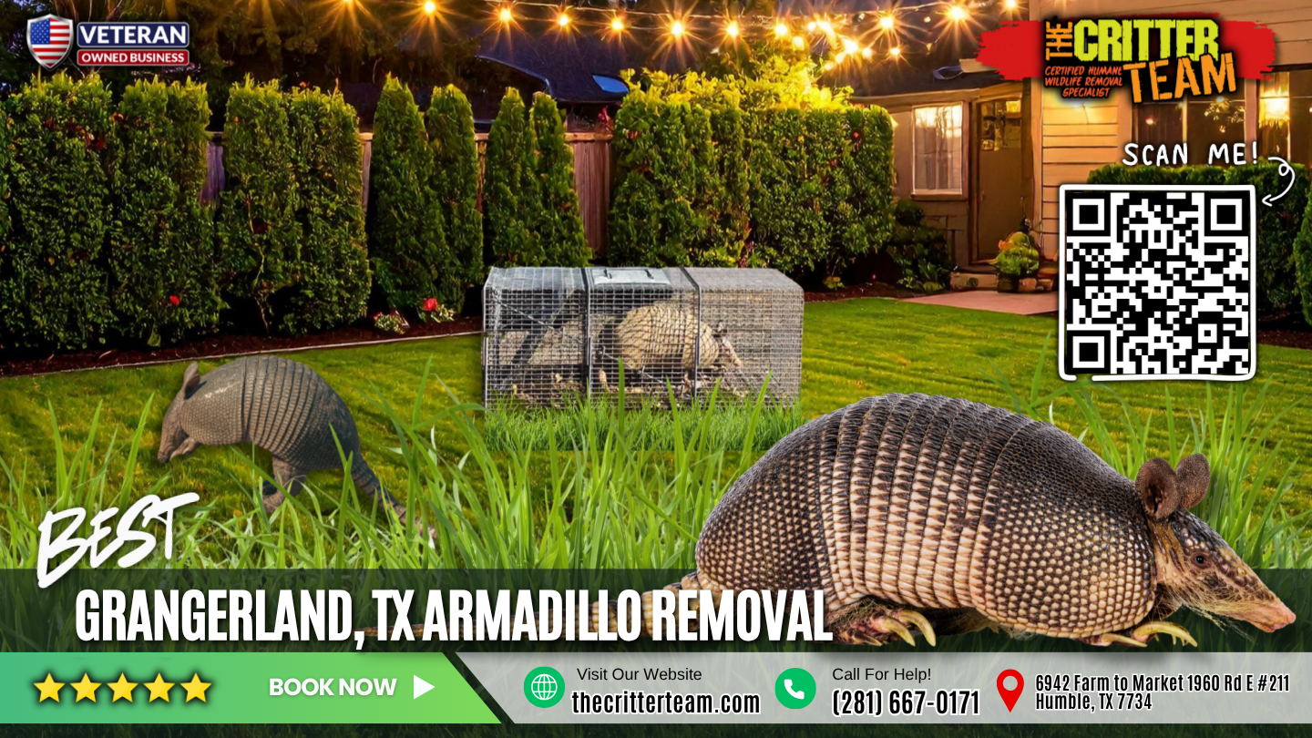 best armadillo removal in Grangerland