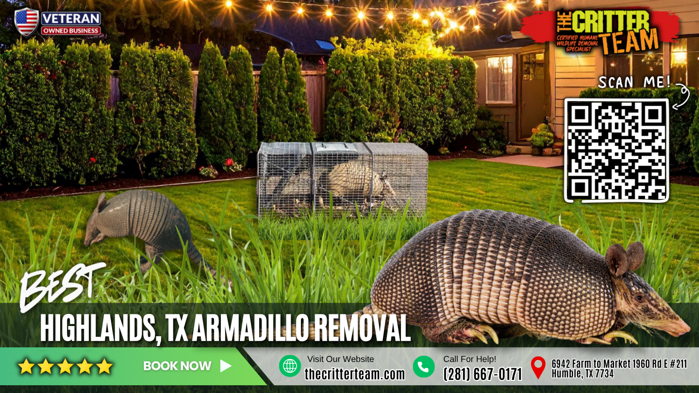 best armadillo removal in Highlands