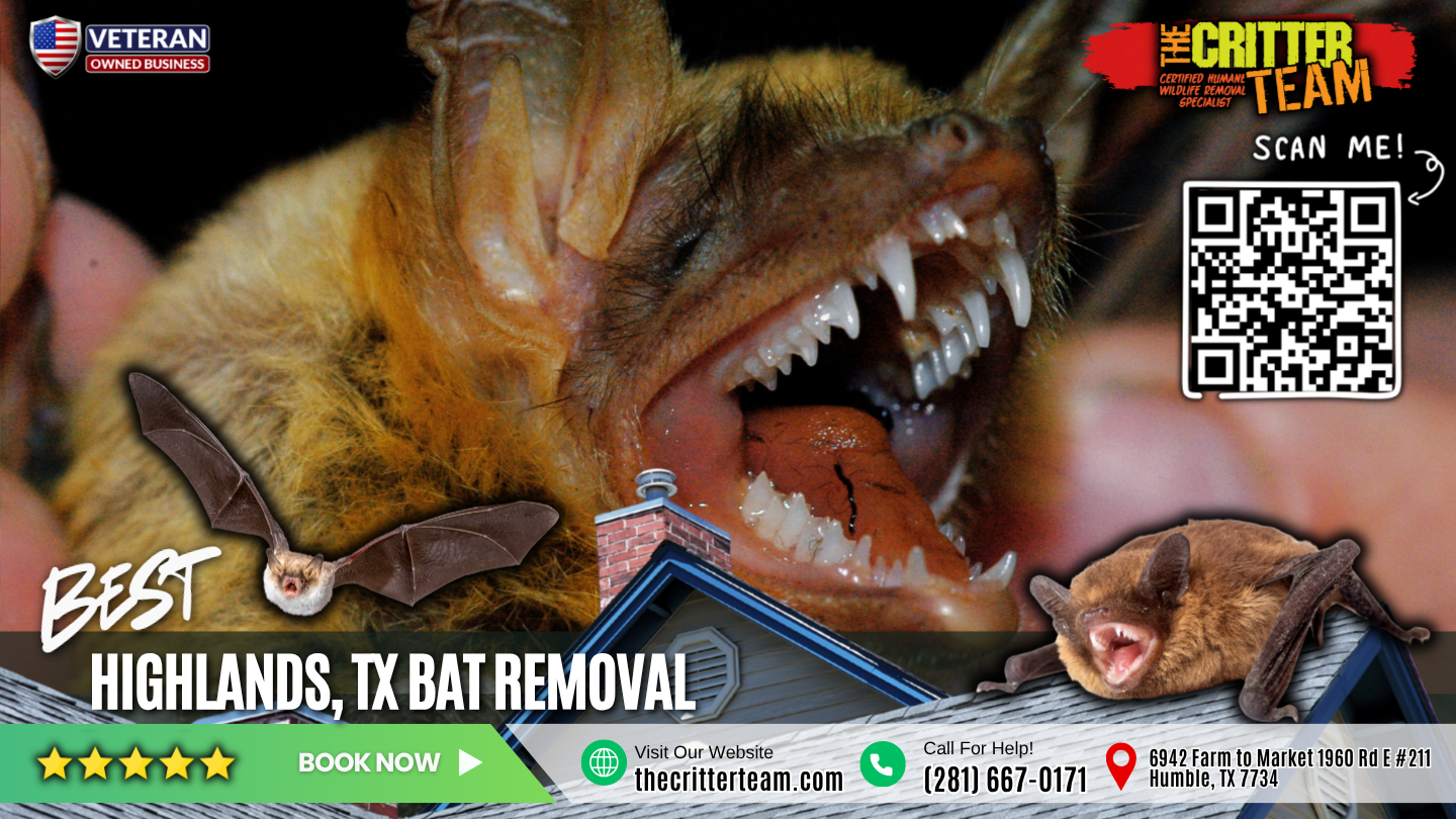 best bat removal in Highlands
