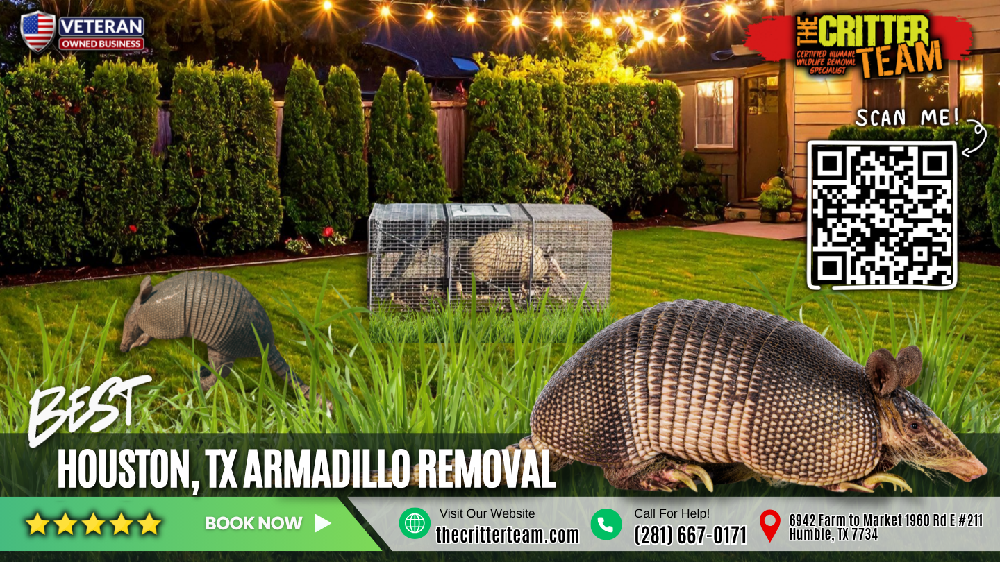 best armadillo removal in Houston