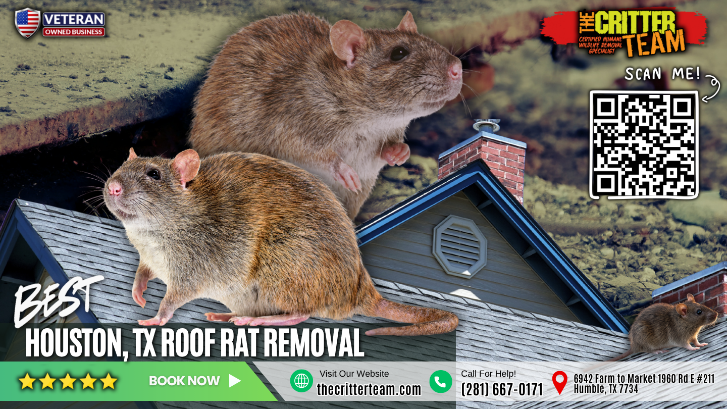 best roof rat removal in Houston