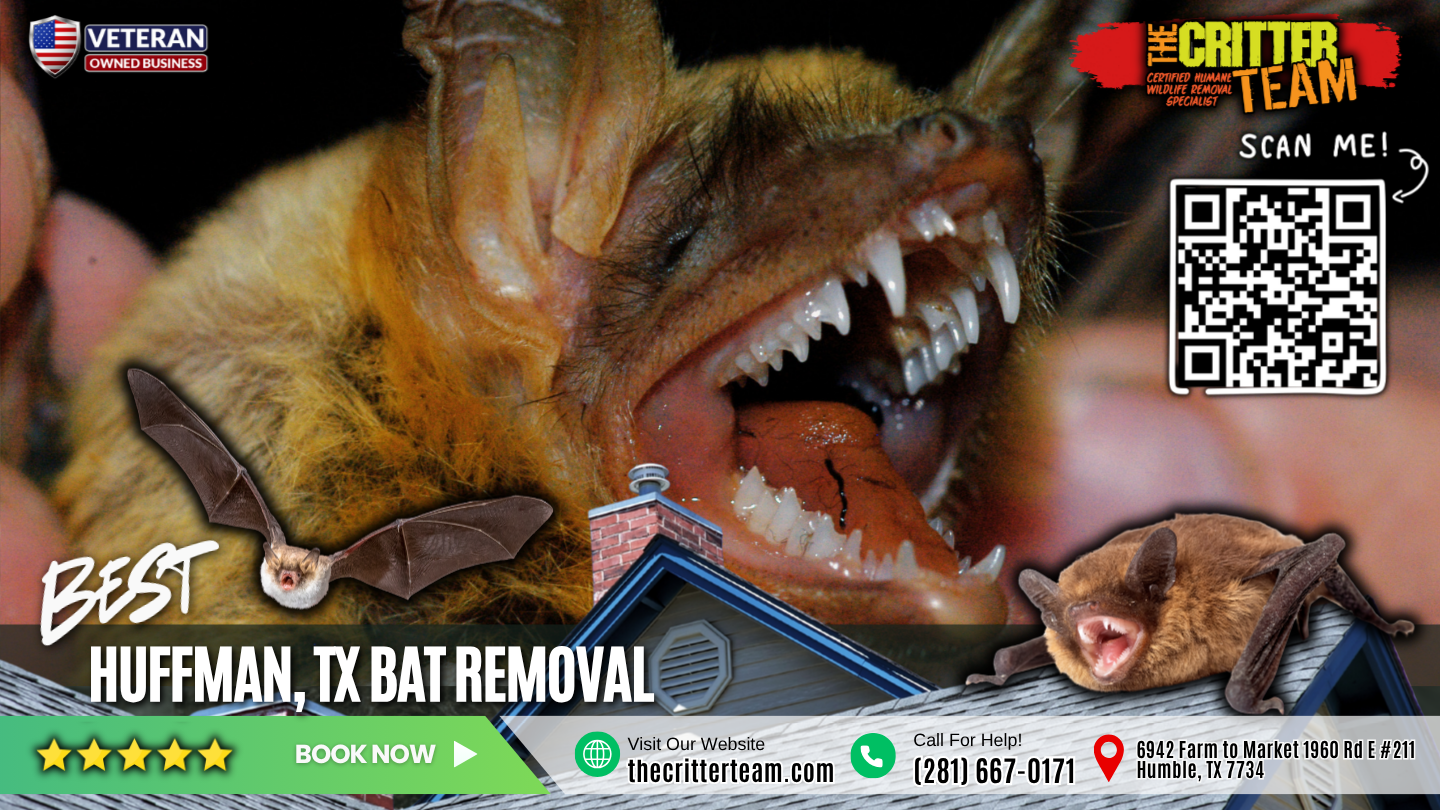 best bat removal in Huffman