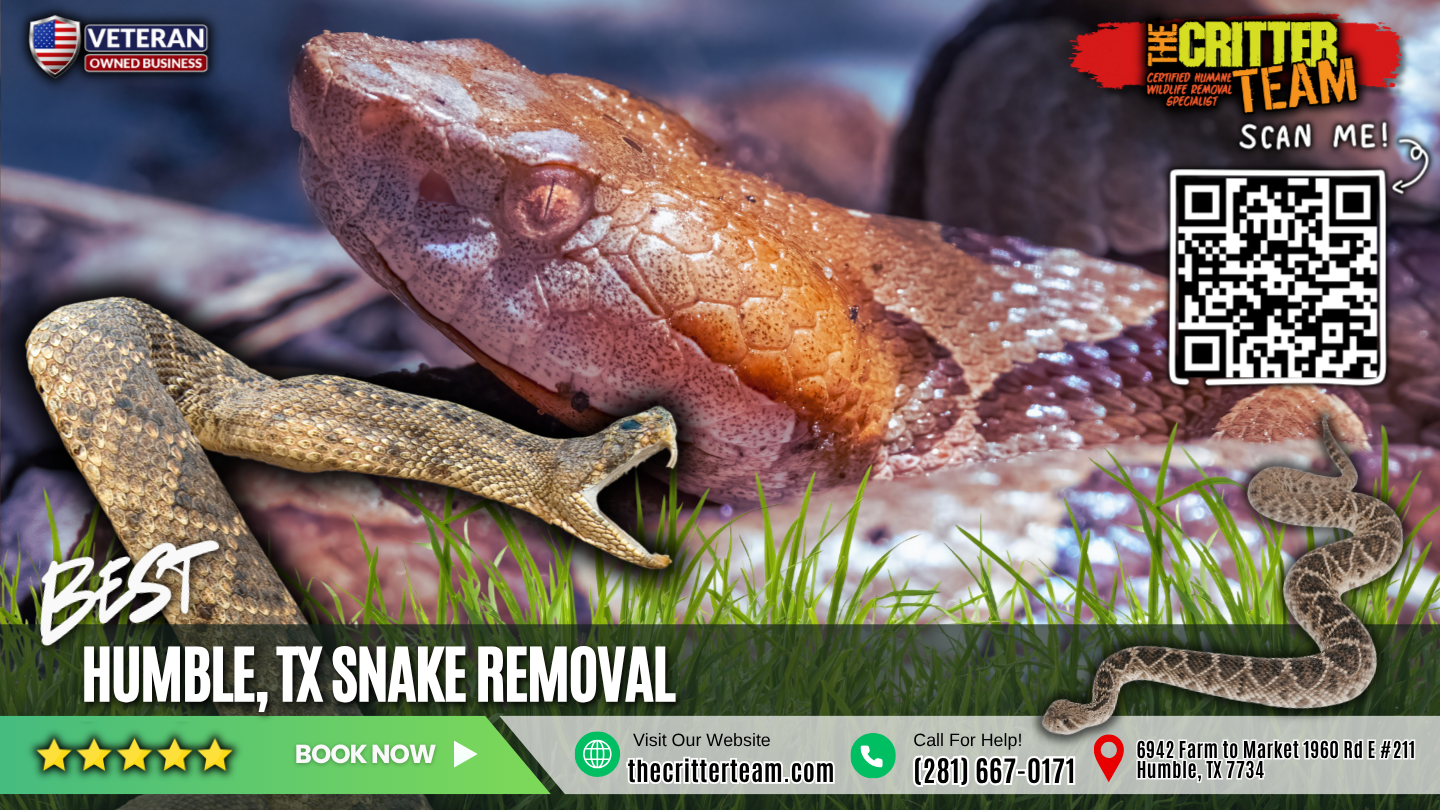 best snake removal in Humble