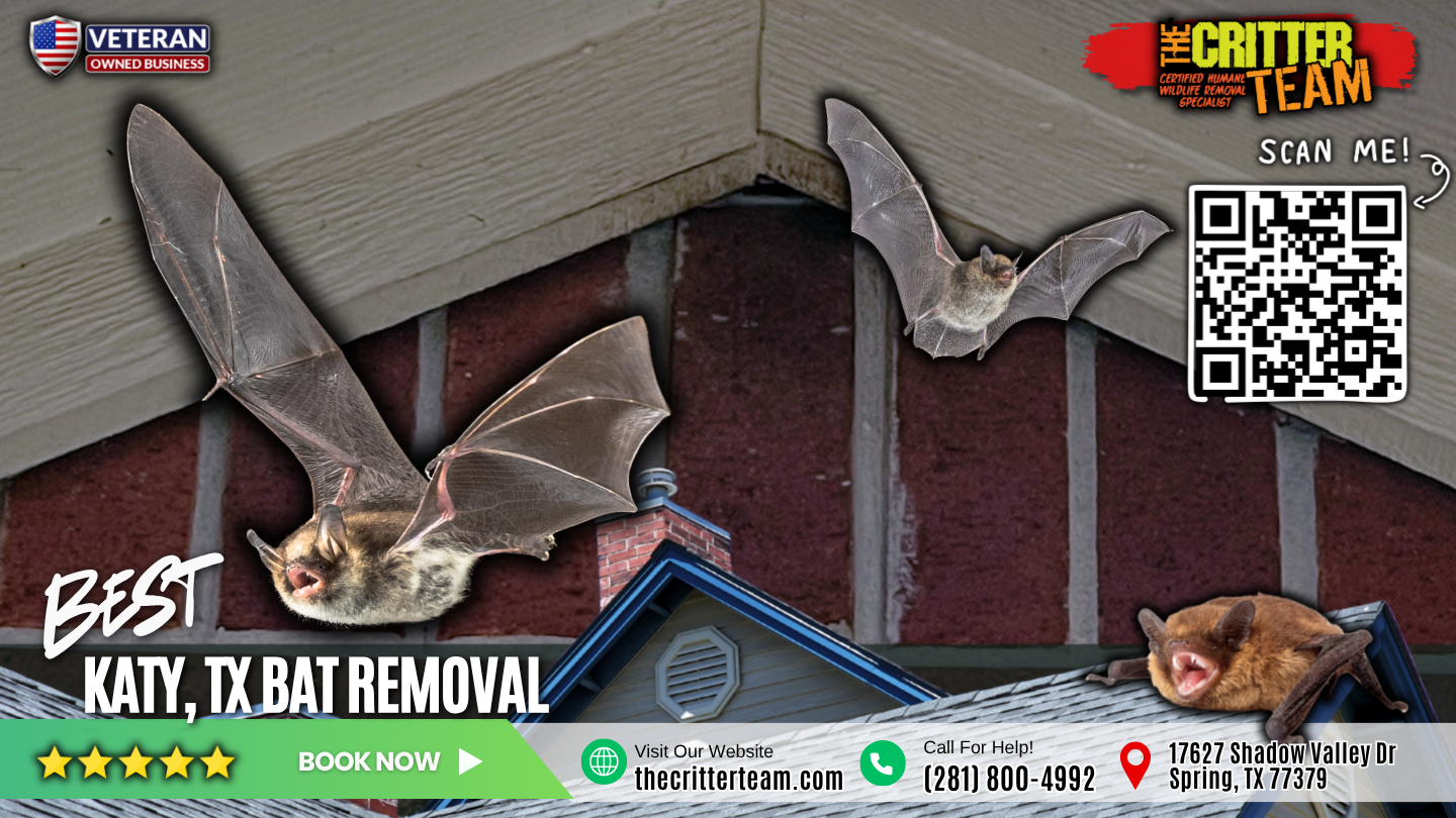 best bat removal in Katy