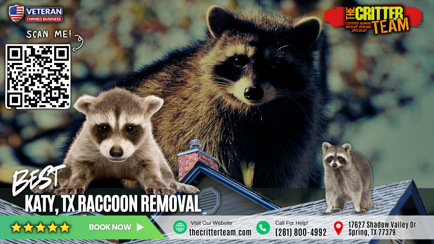 best raccoon removal in Katy