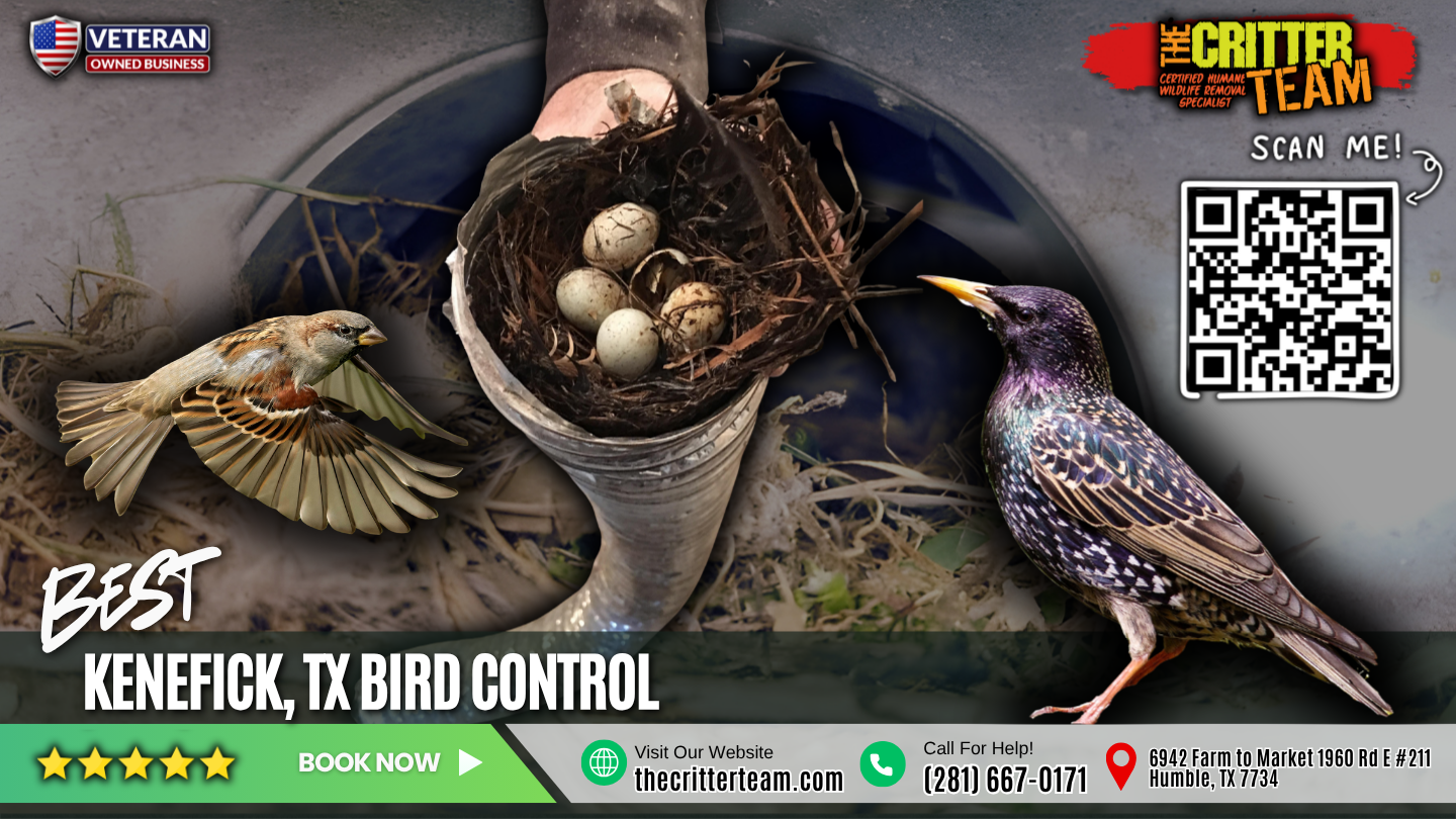best bird control in Kenefick