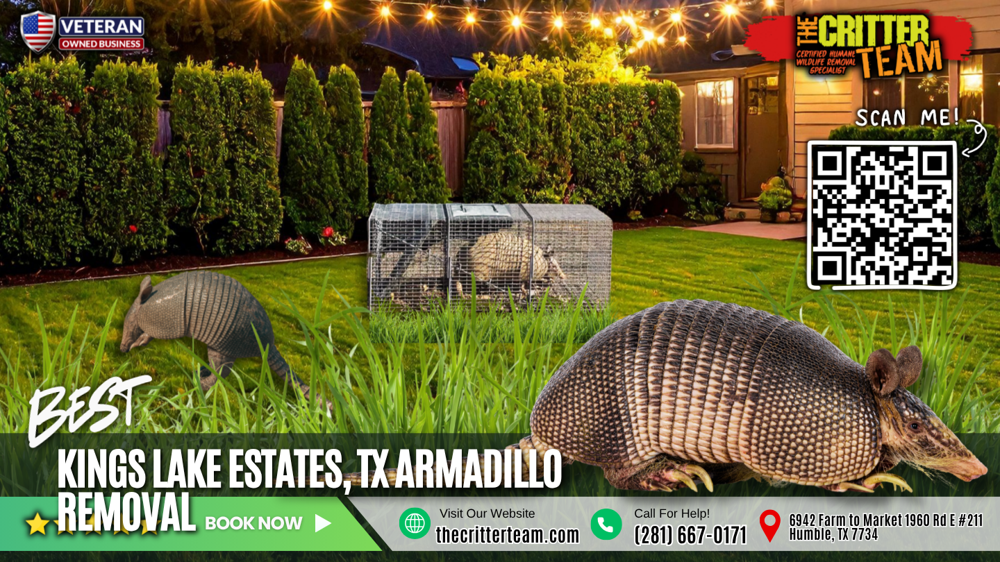 best armadillo removal in Kings Lake Estates