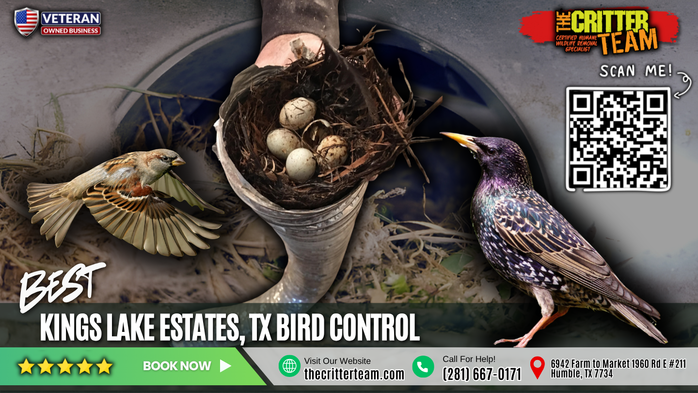 best bird control in Kings Lake Estates