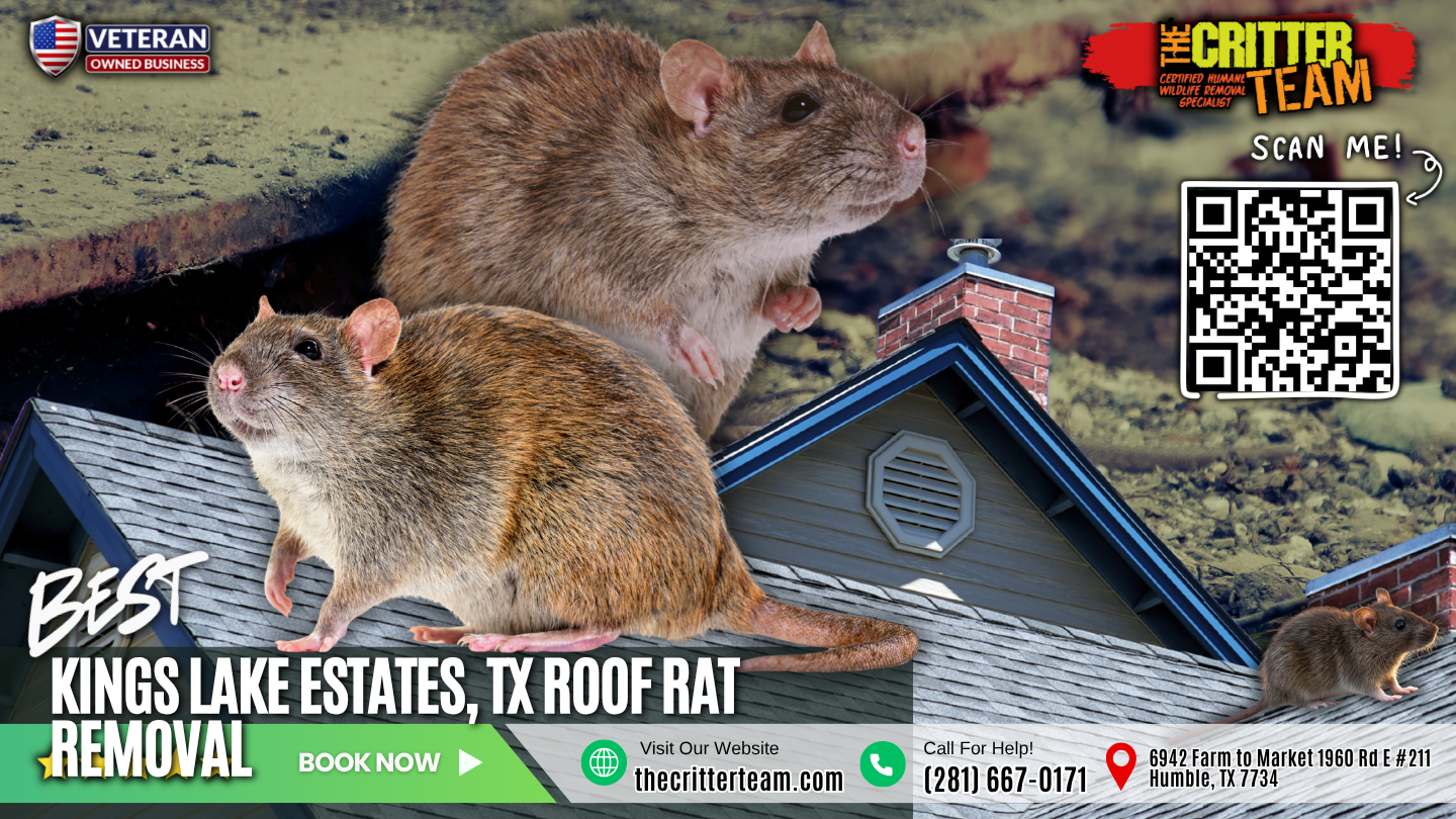 best roof rat removal in Kings Lake Estates