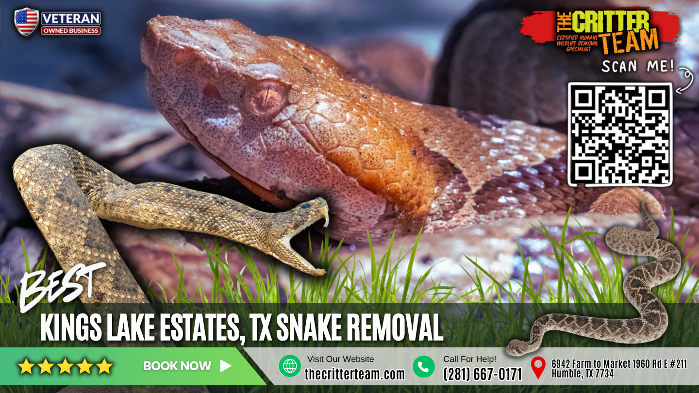 best snake removal in Kings Lake Estates