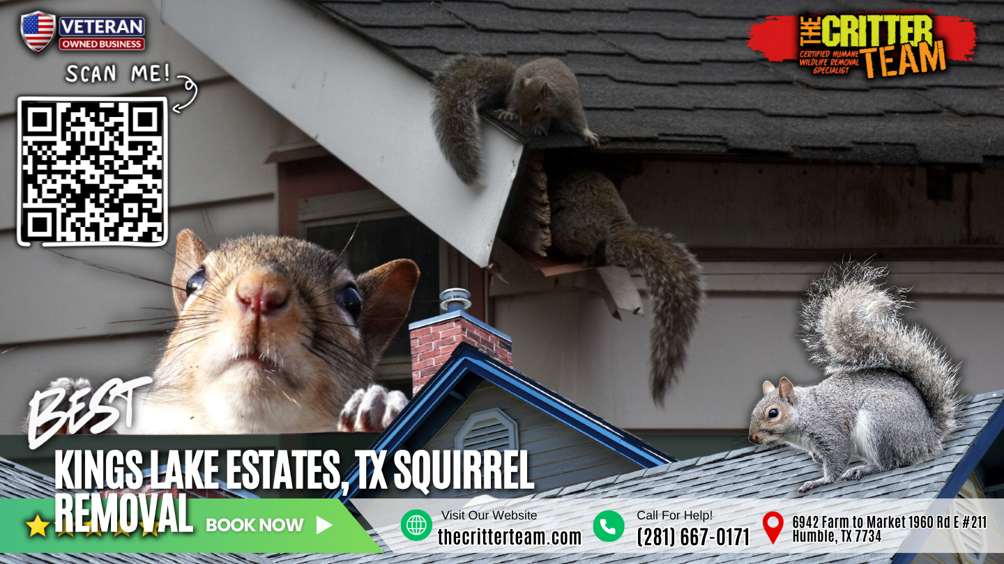 best squirrel removal in Kings Lake Estates
