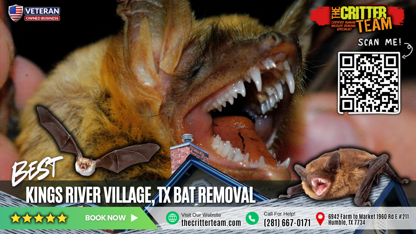 best bat removal in Kings River Village