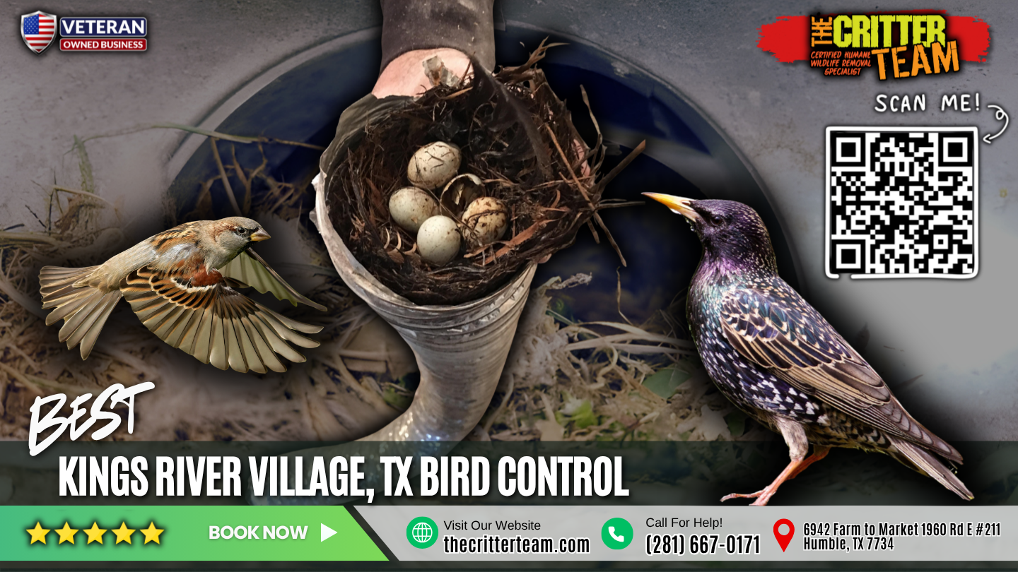 best bird control in Kings River Village